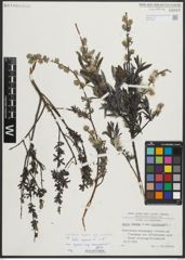 Foto von Salix repens subsp. incubacea (L.) A. Neumann
